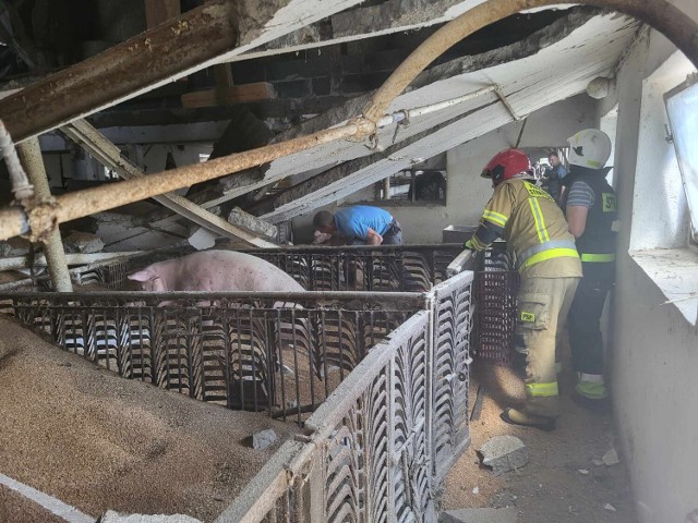 Tragedia we wsi Wrząca. Zawalił się strop budynku przygniatając 150 świń