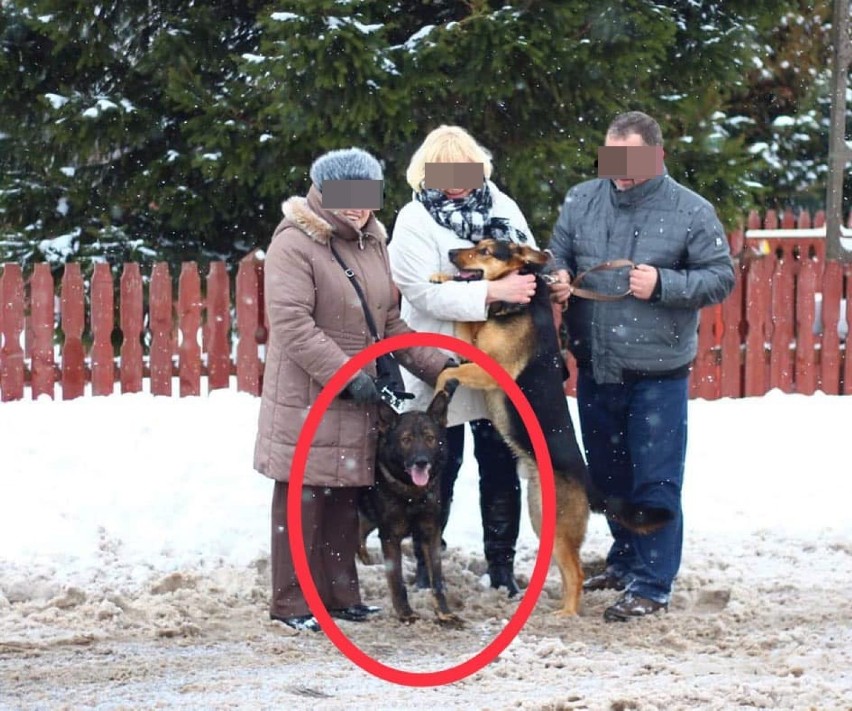 Rodzina adoptowała psa z fundacji, po czym omal nie doprowadziła do śmierci! (DRASTYCZNE ZDJĘCIA)