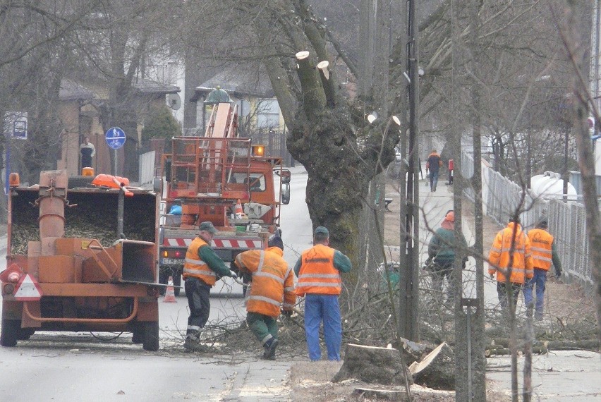 Kolejny etap wycinki drzew w Tomaszowie. Tym razem wzdłuż ul. św. Antoniego