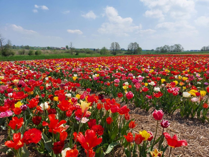 „Agata Kornhauser-Duda” będzie nowym tulipanem w kolekcji...