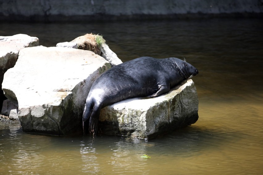 Nie masz pomysłu na wolny czas? Spędź dzień w gdańskim zoo [ZDJĘCIA]