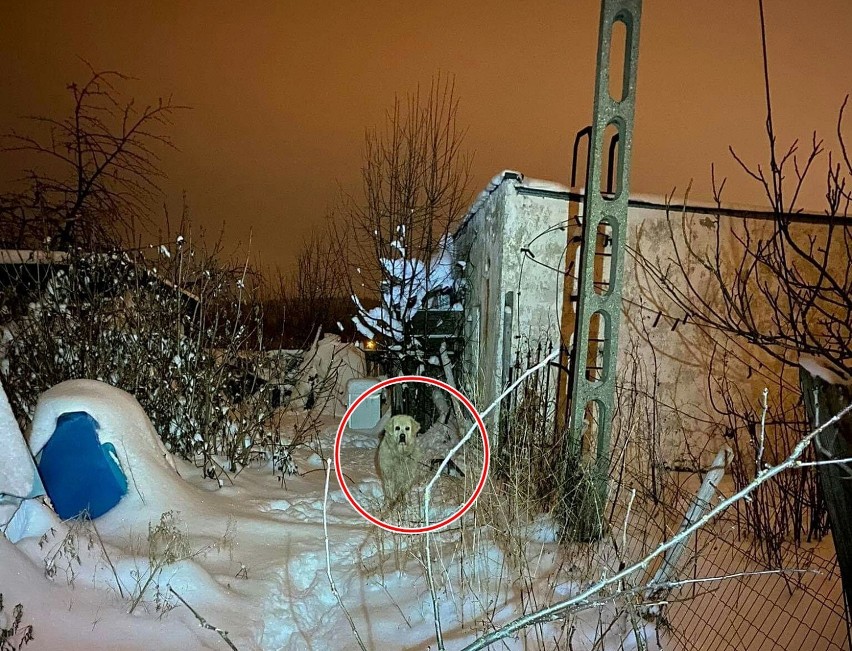 Pies na łańcuchu zostawiony na mrozie w Szczawnie – Zdroju