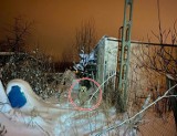 Pies w nocy na mrozie koło Dworzyska w Szczawnie - Zdroju. Interweniowała policja i wolontariusze Z Fundacji Na Pomoc Zwierzętom