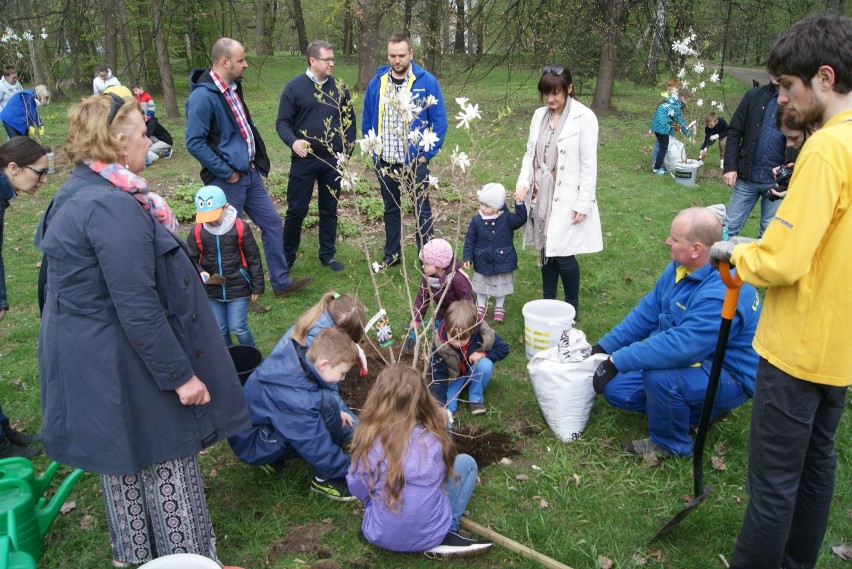 Magnolie posadzono w kaliskim parku miejskim