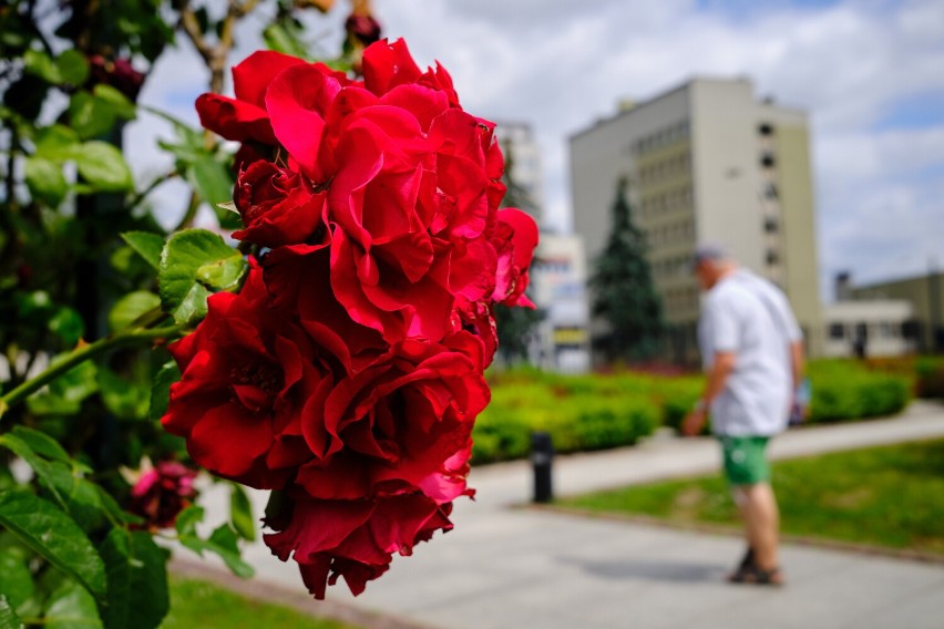 Ogrody Bernardyńskie - bajeczny odpoczynek wśród róż w centrum Rzeszowa (FOTO)