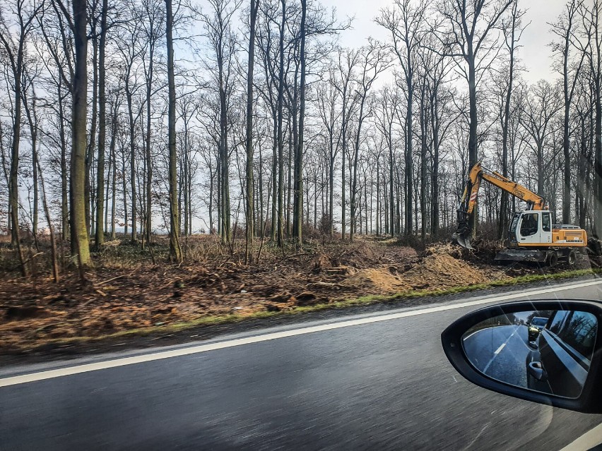 Znika 150  drzew przy DK12 przy okazji przebudowy drogi  między Kąkolewem a Garzynem 
