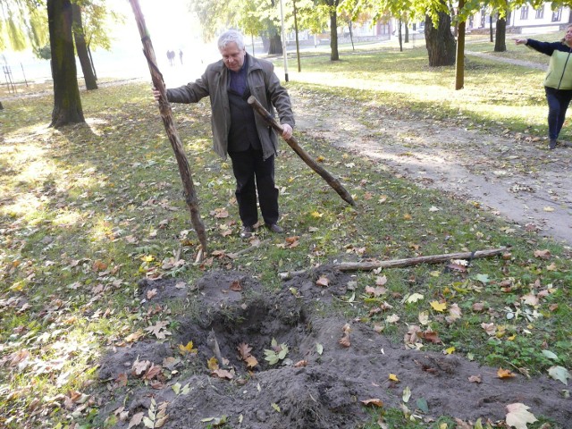 Po drzewach zostały dziury  - pokazuje Dariusz Dzionek z magistratu