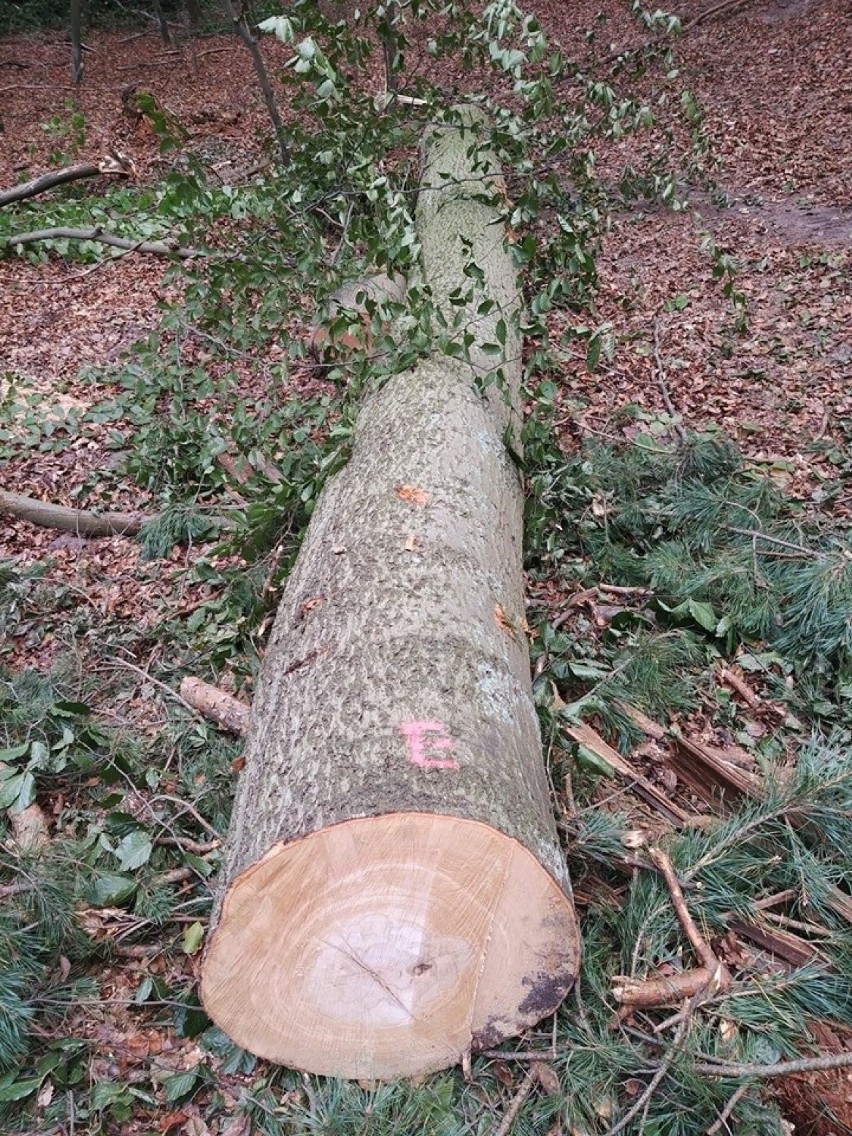 Wycinka drzew w Puszczy Bukowej. Leśnicy: To wymiana pokoleń [ZDJĘCIA]