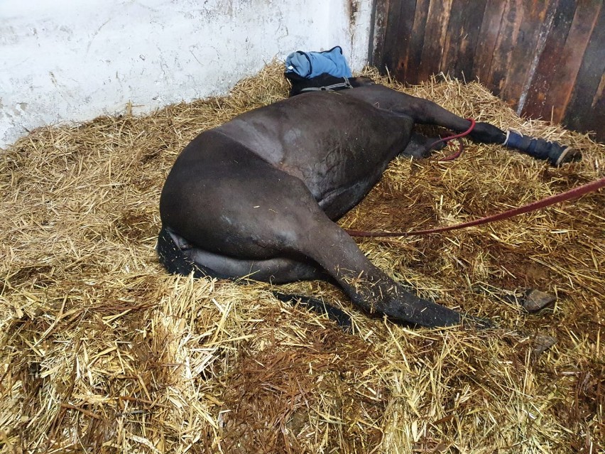 Strażacy z Gniezna pomogli ratować konia w jednej z...