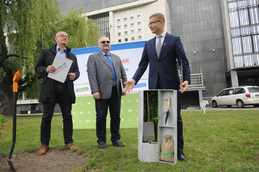 Przybyło drzew w Częstochowie. Akcja sadzenie drzew