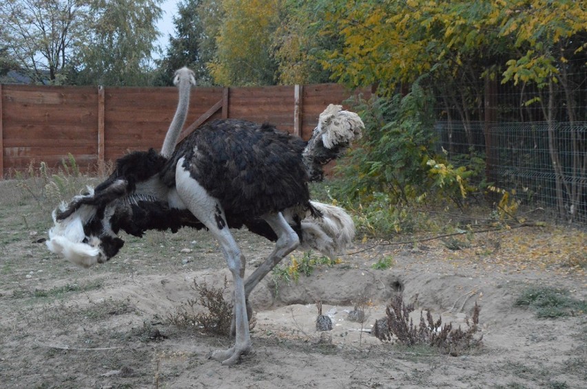 Zoo Safari Borysew - narodziny strusi