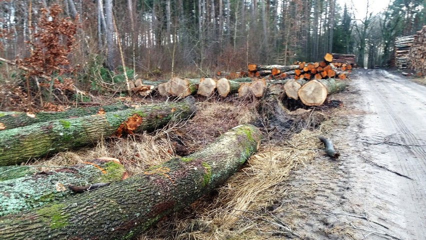 Okolica Pomiłowa w gminie Sławno - wycinka pod S6