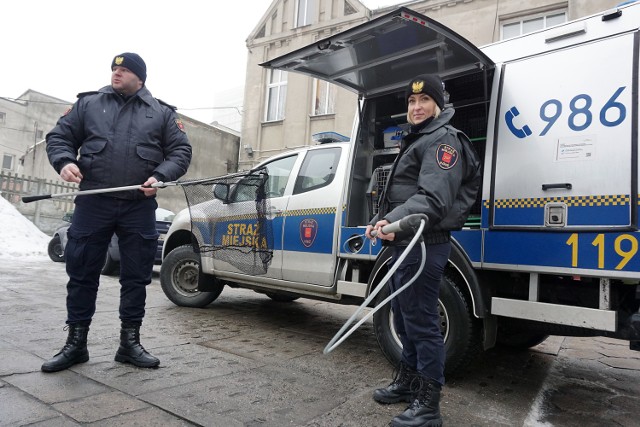 Łukasz Berliński, dowódca Animal Patrolu, wraz z koleżanką z sekcji – Anną Kałużną. Strażnicy pokazują sprzęt do łapania zwierząt, który zakupiono z pieniędzy z budżetu obywatelskiego