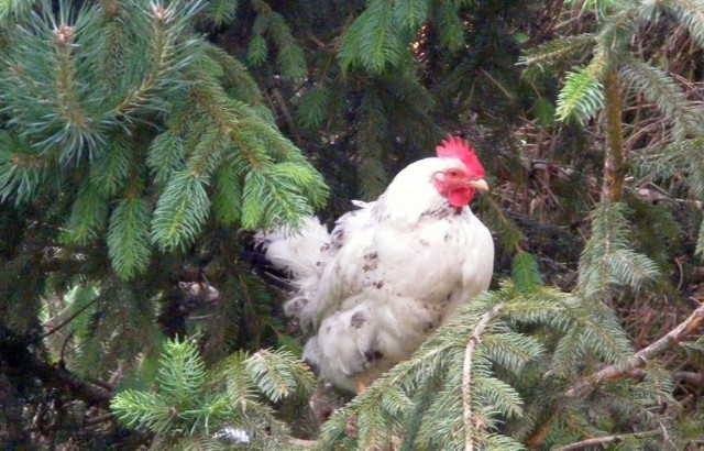 Kura z Byczyna zamieszkała na drzewie.