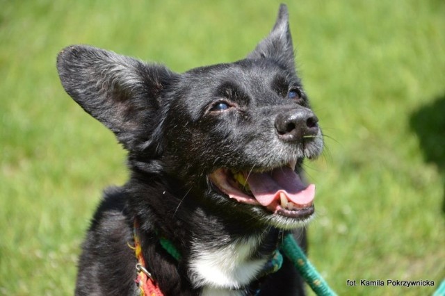 Toruńskie schronisko zachęca do adopcji psich staruszków