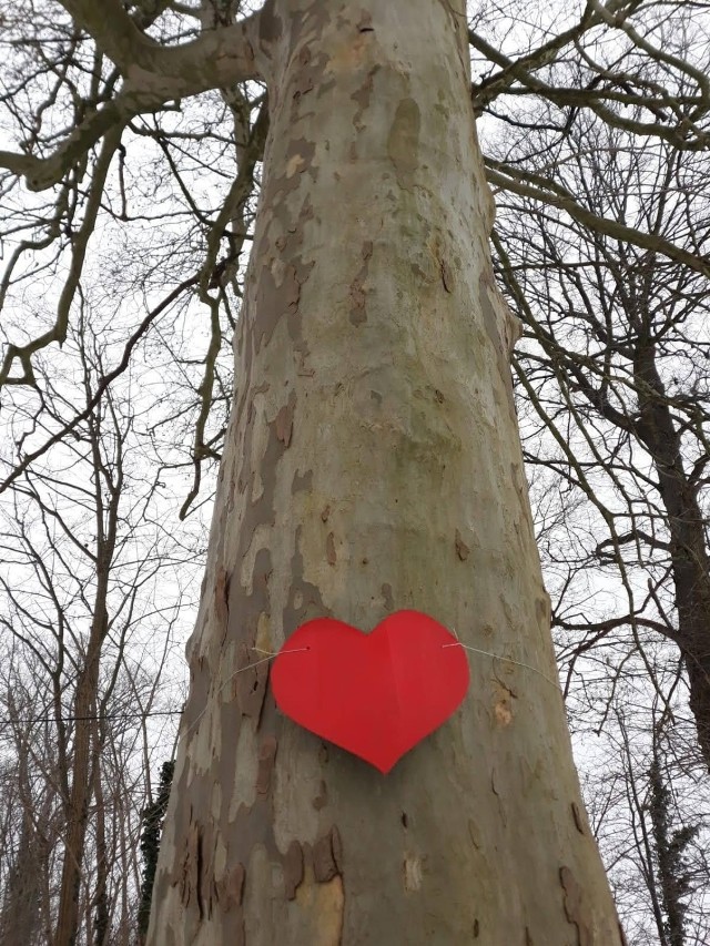 Członkowie Towarzystwa Przyjaciół Słońska Unitis Viribus w niedzielę wycinali i malowali na czerwono kartonowe serca, aby przywiązać je sznurkami do drzew w Słońsku.