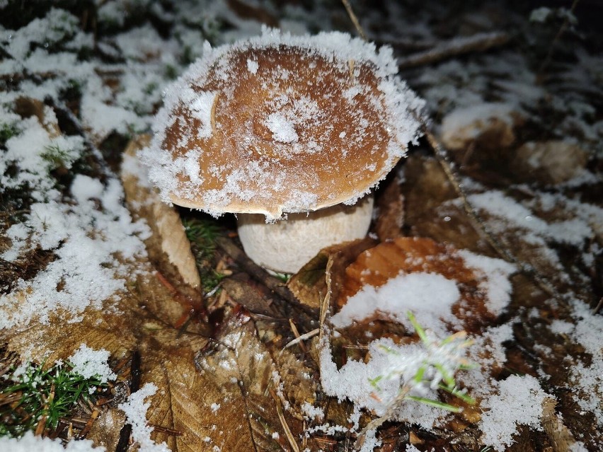 - Matka natura naprawdę nas obdarowała w tym roku pięknymi...