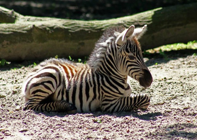 Jeśli w najbliższym czasie planujecie wybrać się do warszawskiego ogrodu zoologicznego, to koniecznie musicie poznać jego nowych mieszkańców! W ciągu ostatnich kilku tygodni zoologiczna rodzina wzbogaciła się o małą zebrę, lamy, żyrafę i owieczki. To prawdziwy baby boom w ZOO.

Czytaj także: Weekend za darmo w Warszawie. Bezpłatne imprezy od piątku do niedzieli!

Zobaczcie, pierwsze kroki nowych mieszkańców stołecznego ogrodu, a potem zaplanujcie weekendową wycieczkę do ZOO!