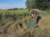 Powiat sztumski. Nowe kuropatwy wpuszczone przez leśników już bytują na polach