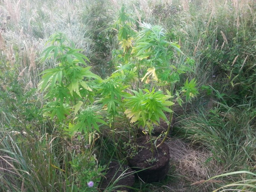 Żuki: Nielegalna plantacja marihuany zlikwidowana