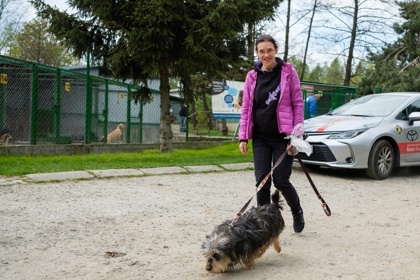 Siatkarki z Tarnowa wspierają azyl dla zwierząt. "Żyrafy" w asyście kibiców wyprowadzały psy na spacer. Mamy zdjęcia!