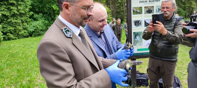 Dwa żółwie błotne przyjechały do Nadleśnictwa Siewierz z Warszawy

Zobacz kolejne zdjęcia/plansze. Przesuwaj zdjęcia w prawo - naciśnij strzałkę lub przycisk NASTĘPNE