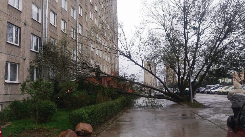 Zdjęcia wykonane przy ul. Fortecznej w Wałbrzychu. Powalone...