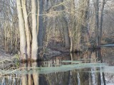 Podróżuj z Era Travel po powiecie radomszczańskim. Rezerwat Piskorzeniec. ZDJĘCIA