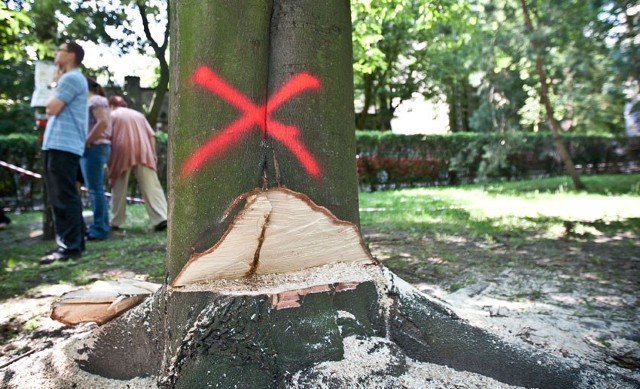 Zanim mieszkańcy zareagowali, drwale zdołali podciąć już osiem drzew.