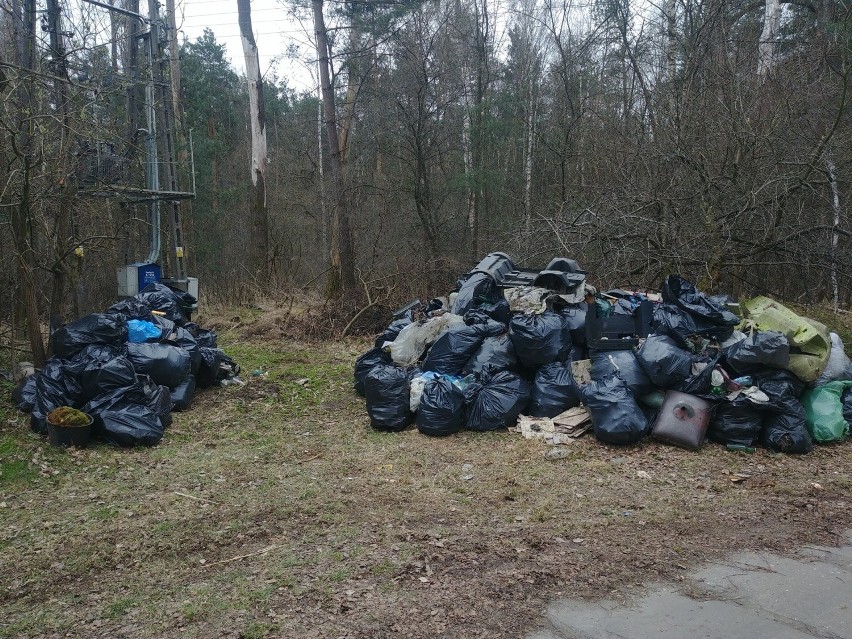 Wielka akcja sprzątania śmieci w lesie w Gałkowie Małym. Zebrano kilka ton odpadów