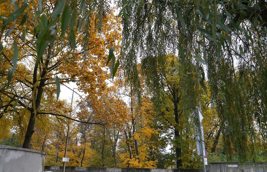 Drzewa na rogu ulic Piastowskiej i Krakowskiej