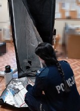 Gmina Ryjewo: Policjanci pojechali na interwencję domową, w pokoju 32-letniego mężczyzny znaleźli uprawę marihuany
