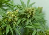 Jakie choroby leczy się medyczną marihuaną? Lekarz mówi, że THC może wspomóc terapię przewlekłego bólu, endometriozy i zapalenia jelit