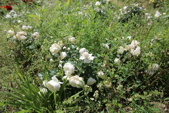 Tak w tym roku wyglądają kwietniku w Rosarium Parku Śląskiego. Zdecydowanie trzeba o nie bardziej zadbać. 
Zobacz kolejne zdjęcia/plansze. Przesuwaj zdjęcia w prawo - naciśnij strzałkę lub przycisk NASTĘPNE