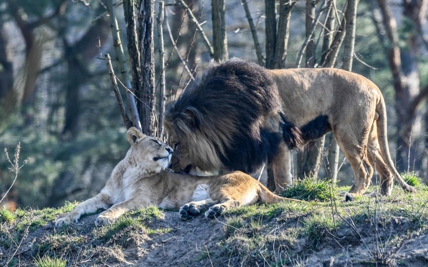 ZOO w Gdańsku w dobie epidemii koronawirusa