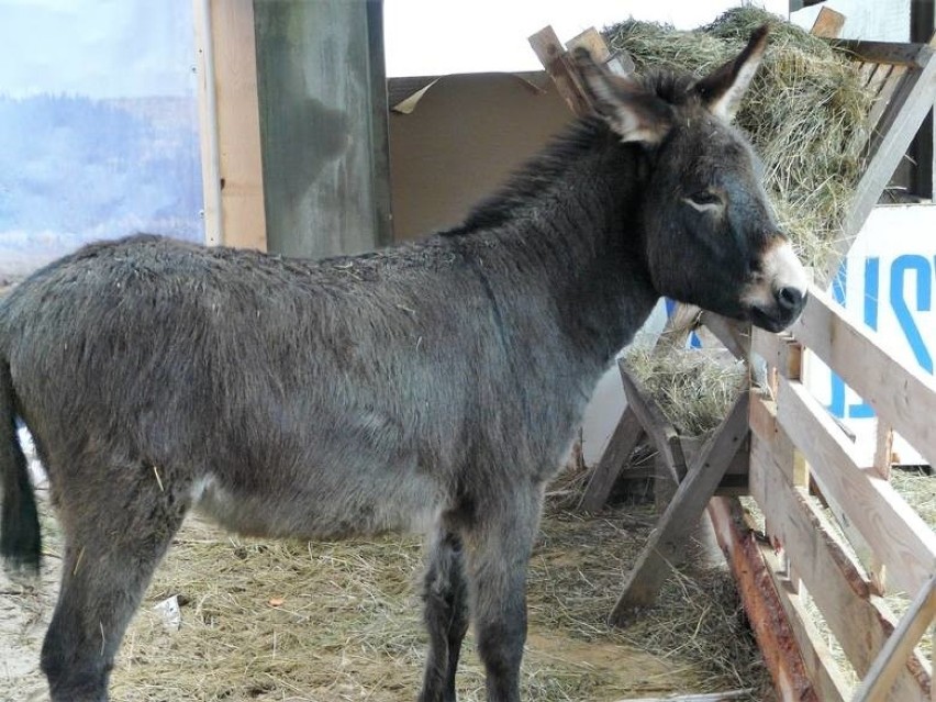 Osioł Edek mieszkający przy kościele czeka na marchewki