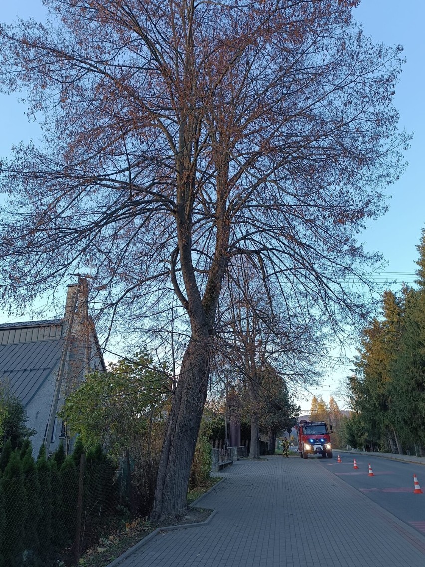 Wiatr daje się we znaki. W Hańczowej strażacy z pomocą wysięgnika usuwali konary drzewa, które zwisały nad drogą powiatową