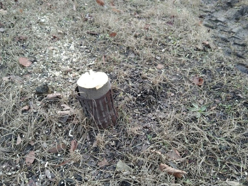 Wycinka młodych drzewek przy ulicy Kocmyrzowskiej