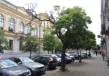 Planują wielką wycinkę drzew w centrum Radomia. Pod topór ma iść kilkanaście akacji wzdłuż ulicy Piłsudskiego