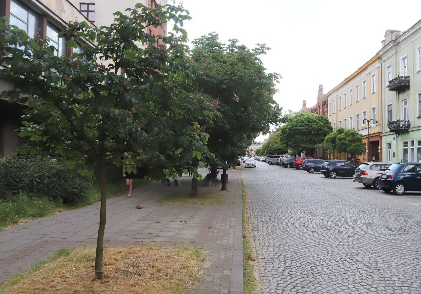 Planują wielką wycinkę drzew w centrum Radomia. Pod topór ma iść kilkanaście akacji wzdłuż ulicy Piłsudskiego
