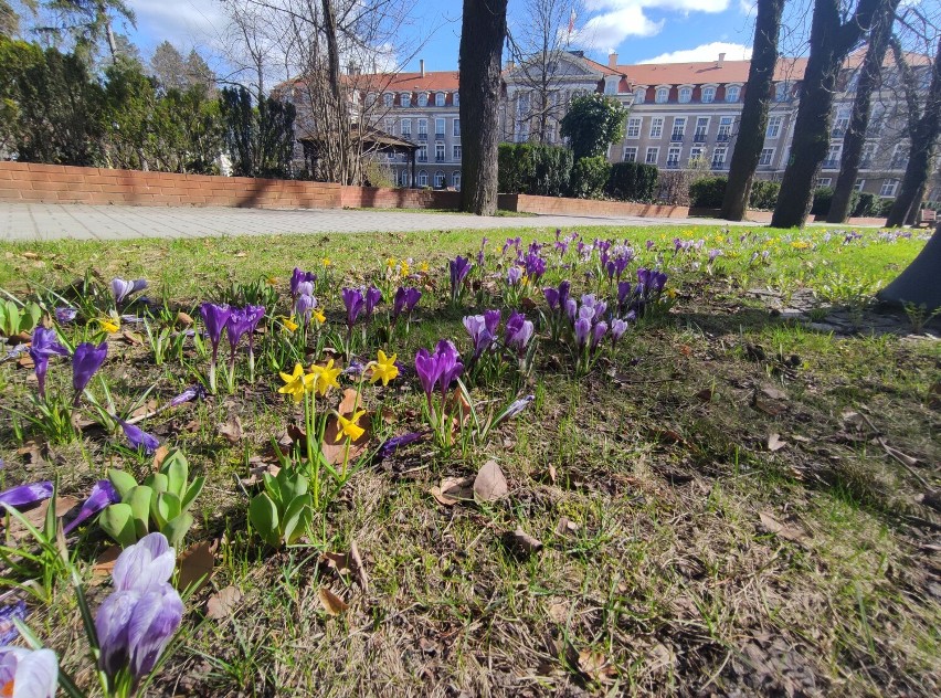 Jedno z najpiękniejszych dolnośląskich uzdrowisk przywitało wiosnę tysiącami kwiatów! Zobaczcie zdjęcia Szczawna-Zdroju