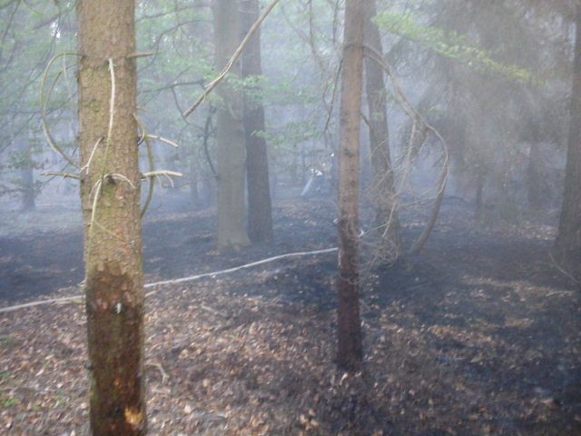 Krotoszyn - Pożar lasu na Bolewskiego gasili zawodowi strażacy z Krotoszyna i ochotnicy ze Zdun