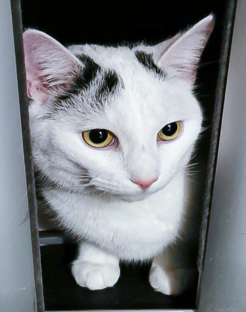 Zaginął biały kot na osiedlu Hubalczyków w Słupsku. 1000 zł dla znalazcy