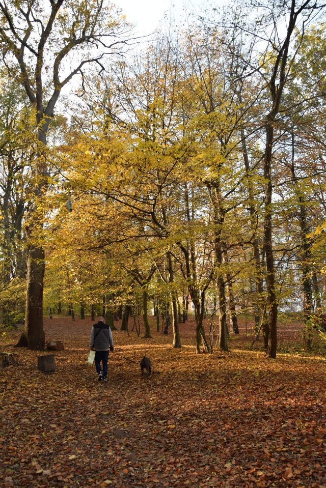 Park Braniborski w Zielonej Górze w jesiennej odsłonie.