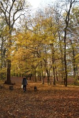 Zobacz, jak piękny jest jesienią zielonogórski Park Braniborski! Już w tę sobotę odbędzie się tutaj spacer poznawczy [ZDJĘCIA] 