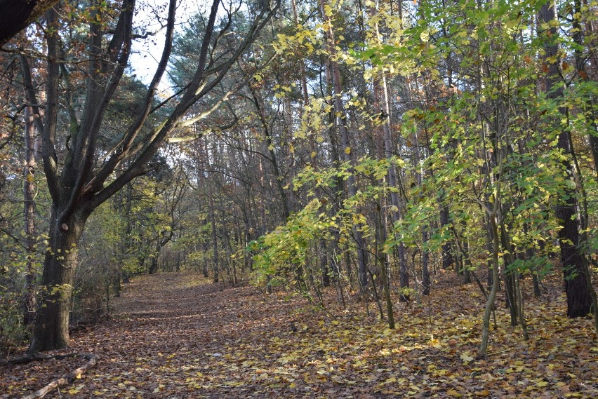 Park Braniborski w Zielonej Górze w jesiennej odsłonie.