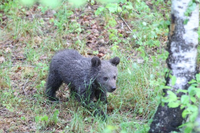 Na 14 i 15 maja w poznańskim zoo zaplanowano weekend z niedźwiedziami. Cisna ma stać się główną gwiazdą.
