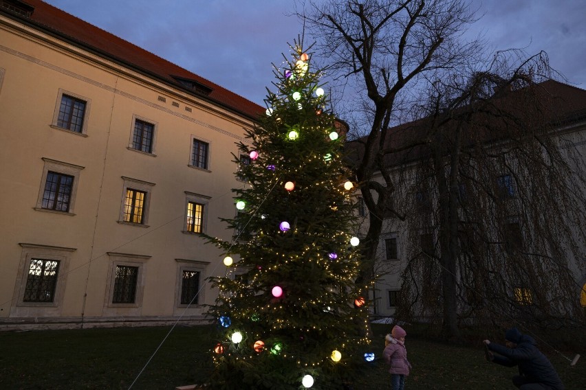 Kraków. Choinka z Podbeskidzia wprowadziła świąteczny nastrój na wzgórze wawelskie