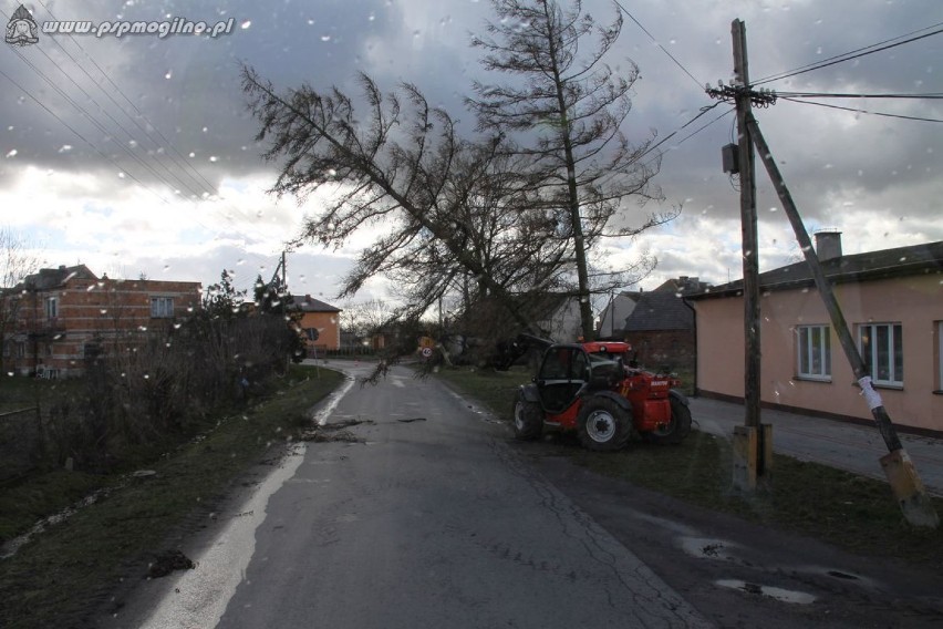 Silny wiatr na terenie powiatu mogileńskiego