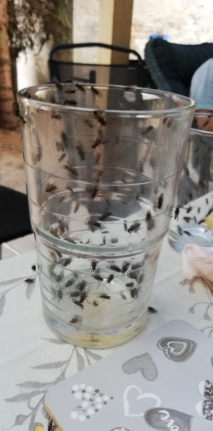 Mieszkańcy Białczyka i Pyrzan od lat mają problem z muchami